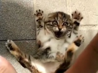 子猫のクチュクチュクーからの？モフるのを止めた時の手の動きに反応するにゃんこに注目