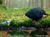 ストレスフル？なら鳥を見よう！水たまりに集まる鳥たちの動画に癒されるの会