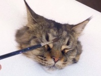 これがスーパーリアリズム絵画？本物の猫みたいじゃないか！と思ったら、こいつ・・・動くぞ！