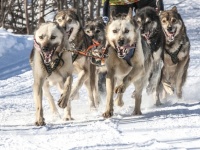 ハスキー犬の先祖はそり犬のルーツ。約1万年前からシベリアで犬ぞりを引いていた（アイルランド研究）