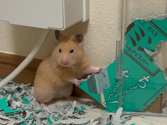ハムスターちゃんが見せる熟練の職人技に衝撃！まるで匠のような表情に注目
