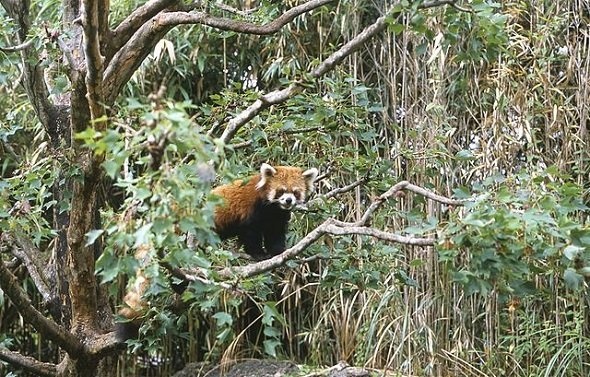 レッサーパンダ。高知県立のいち動物公園。（Shoichi Masuhara さん撮影、Wikimedia Commonsより）