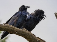 カラスは3万年以上前、人間の食べ物に引き寄せられ不思議な共生関係を育んでいた