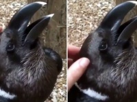 これってカラス？それともウサギ？見方によってはウサギにもカラスにも見える動画が面白論争を巻き起こす