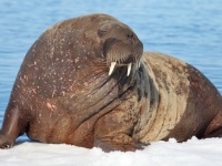 ヨーロッパを旅するセイウチ、その巨体でボートを沈めてしまう事件が勃発
