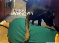 犬の前で倒れたふりをしたところ、サスペンスホラーな展開が待っていた