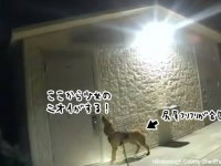 お手柄警察犬！行方不明の少女を発見しキスで少女を慰める