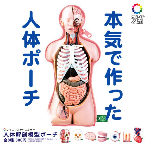 なぜそれに本気だした？クオリティ高めな「人体解剖模型ポーチ」がカプセルトイとなって販売開始！