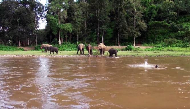 elephant-river-rescue