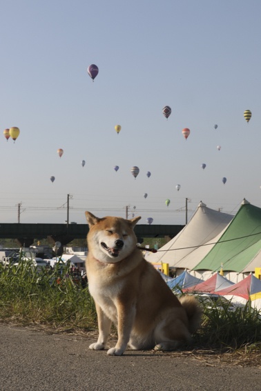 バルーンに感動、旧友に再会…柴犬まるが紹介する九州ぶらり旅（後編）