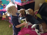 犬のいる日常的風景はこんなにも微笑ましいものなんだ。ビーグル犬と女の子の笑顔に元気をもらおう