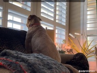 飼い主の留守中、窓際で何時間も帰りを待ち続ける犬の姿にグっとくる