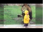 ライオンが子供に向かって猛突進！⇒　ゴンッ！
