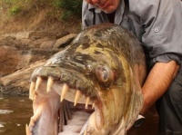 そのオーバーキルはなんなんだよ！人をも殺せる殺傷力を持つ水中に潜む10の魚　Part2