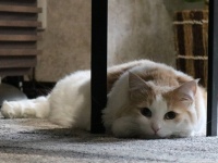 猫も飼い主の気持ちに共感する。飼い主が不安を抱えていると猫も不安になる