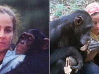 人馴れしたチンパンジーを野生に戻すため、無人島の森に6年住み続け、仲間の元に帰した女性の物語（アフリカ）