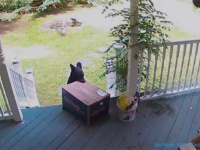 犯人はクマ！？玄関先の荷物を子グマが盗んでいく様子が監視カメラ映像にとらえられる（アメリカ）