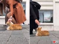 トルコはやっぱ猫の国。イスタンブールの歩道に鎮座する猫と通行人たちの様子を早回しで