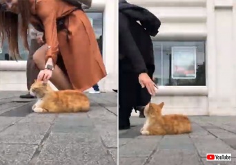 トルコはやっぱ猫の国。イスタンブールの歩道に鎮座する猫と通行人たちの様子を早回しで