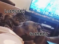 うっとりするほどラブリー。猫に毛づくろいをされ、うれしくて尻尾のフリが止まらない犬