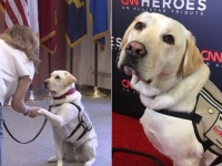 ブッシュ元大統領と最後まで一緒にいた介助犬のサリー、次の任務は退役軍人のサポート（アメリカ）