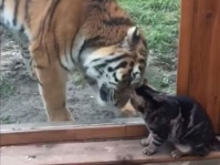 同じネコ科だもの。小さな猫にガラス越しからやさしく接する大きな虎（ロシア）