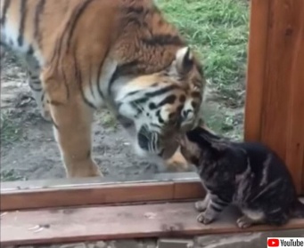 同じネコ科だもの。小さな猫にガラス越しからやさしく接する大きな虎（ロシア）