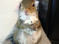 テディベアを抱っこするのが大好き！ハリケーンで被災したリスの今（アメリカ）