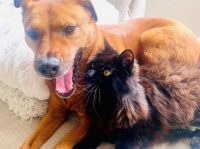 雷を怖がる犬をなぐさめる猫の友情物語（アメリカ）