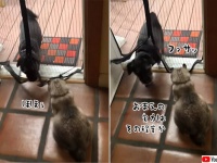 「もっと華麗に、大胆に！」カーテンをくぐる犬に格の違いを見せつける猫