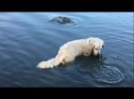 【職人技】魚を獲るワンちゃんのスーパーテクニック