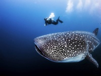 仲良くなれるかも？ジンベエザメは寄生生物を取ってくれる人が近づくと泳ぐ速度を緩めることが判明