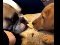 犬やさしい。大好物のおやつを友達の犬に分け与えるそのやさしさに涙
