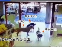 3匹組の犬の窃盗団。見張り役を立て、陽動作戦でぬいぐるみを盗み出す