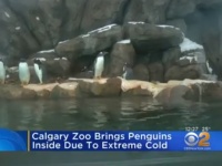 北米を襲う大寒波、カナダの動物園ではペンギンが屋内に避難