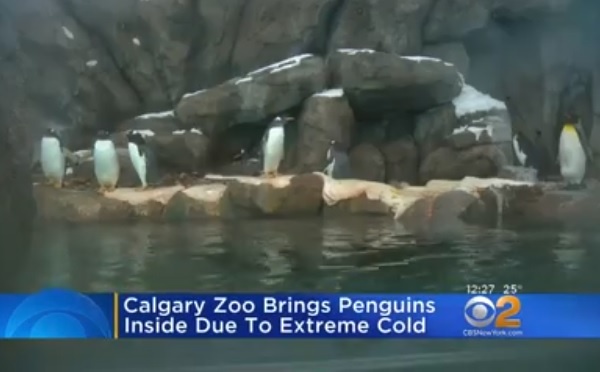 北米を襲う大寒波、カナダの動物園ではペンギンが屋内に避難