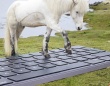 馬が仕事メールの返信をしてくれる！アイスランドの面白観光サービス