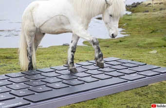 馬が仕事メールの返信をしてくれる！アイスランドの面白観光サービス