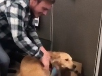オフィスに犬が出社した！社員たちに挨拶して回る犬に思わず笑顔がこぼれる様子