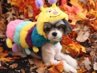 ハロウィンの間、飼い主が愛犬の安全のために注意すべき5つのこと