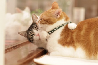 ※画像はイメージ（撮影＝Takashi Hososhima flickrより）