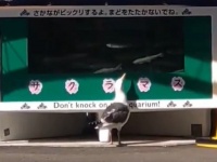 水族館が〝困ったお客様〟動画投稿で話題に　スタッフ「やめてほしい気持ちを伝えたく思い...」