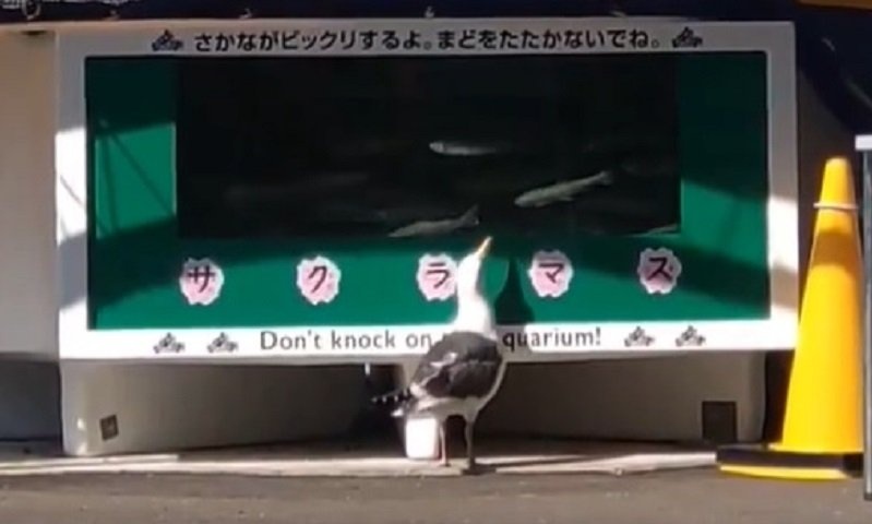 水族館が〝困ったお客様〟動画投稿で話題に　スタッフ「やめてほしい気持ちを伝えたく思い...」
