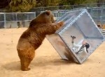 イモト、体張りすぎ。クマに襲われた生々しい映像がアップされる