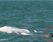 種の違うイルカの赤ちゃんと一緒に泳いでいたピンク色のイルカを発見
