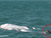 種の違うイルカの赤ちゃんと一緒に泳いでいたピンク色のイルカを発見