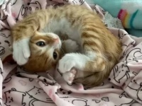 可愛い保護子猫たち、ちょっとおねむになって来た？「ふあぁ～あ」のあくびの連鎖が3連発