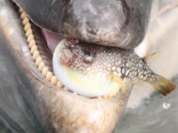 不遇なフグ、イルカに咥えられ「ふぐぅッ」　2.5万人注目の光景、その後どうなった？水族館に聞く