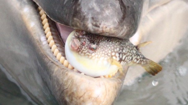 不遇なフグ、イルカに咥えられ「ふぐぅッ」　2.5万人注目の光景、その後どうなった？水族館に聞く