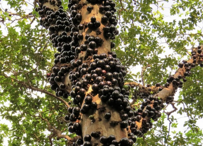 木の幹から大量のつぶつぶの実！不思議でおいしいフルーツ「ジャボチカバ」